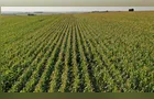 Paraná amplia área de milho em 31% na 1ª safra e projeta recorde na 2ª