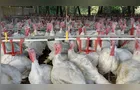 Paraná dobra receita com exportação de carne de peru
