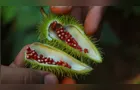 Paraná é vice-líder na produção nacional de urucum