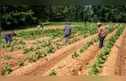 Paraná encerra safra de tabaco com recorde de 213,7 mil toneladas