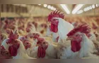 Paraná lidera exportações brasileiras de frango no 1º quadrimestre