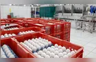 Paraná lidera produção nacional de ovos para incubação