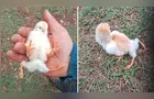 Pintinho nasce com quatro patas e chama atenção no RS