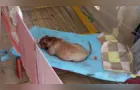 Pitbull ataca e desfigura rosto de tutora em Guarapuava; mulher foi intubada no local