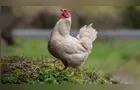 Produtores de frango do Paraná operam com margem negativa em abril