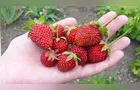Produtores de morango em Campo Largo buscam selo de boas práticas