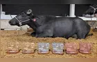 Recorde mundial de produção de leite de búfala é do Brasil