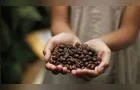 Safra volumosa faz preço do café cair 18% no Paraná