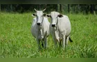 Sistema FAEP cobra governo para evitar suspensão da carne na UE