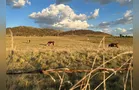 El Niño se formou e pode ser um dos mais intensos até segundo semestre de 2026