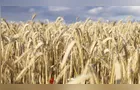Tempo estável acelera plantio do trigo e safras de inverno no Paraná
