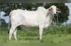 UE mantém Brasil fora de lista para exportações de produtos animais