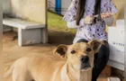 Cães comunitários da Universidade Estadual de Ponta Grossa são vacinados