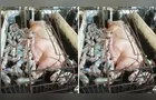 Vídeo mostra porca que pariu 46 porquinhos e bateu recorde