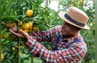 Imbaú recebe o 1º Encontro de Fruticultura dos Campos Gerais nesta semana