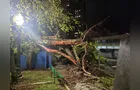 Queda de árvore interdita trecho da Rua Santana, em Ponta Grossa