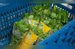 Hidroponia fomenta produção de hortaliças em Ponta Grossa