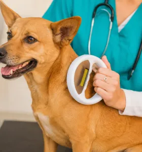 A nova lei propõe que todos os animais passem pelo procedimento da microchipagem como método de identificação permanente