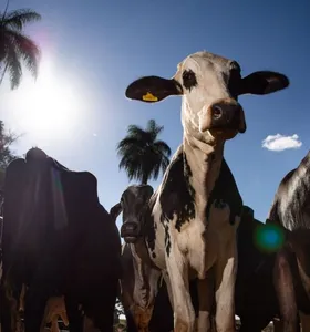 União Europeia oficializa veto à carne brasileira a partir de setembro