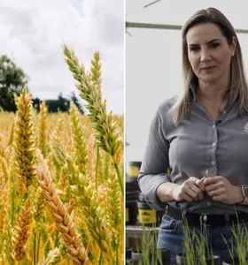 Boletim Agro discute manejo biológico e recorde na moagem de trigo