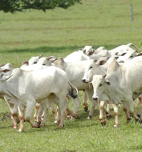 Boletim Agro alerta para cadastro de rebanhos no Paraná