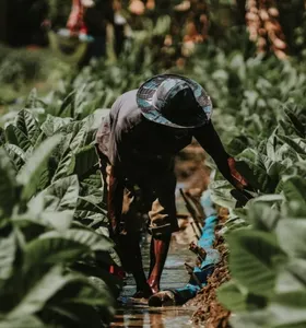 Boletim Agro destaca o crescimento no VBP dos Campos Gerais