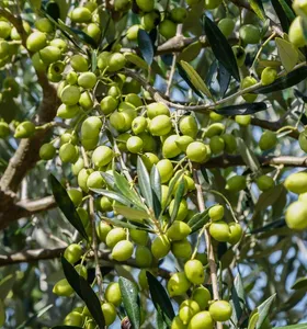 Boletim Agro revela potencial dos Campos Gerais para produção de azeite