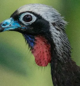 Jacutinga