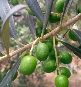 Campos Gerais é um polo promissor para cultivo de oliveiras no Paraná
