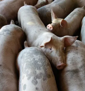 Carne suína bate recorde de exportação, mas preço do animal vivo cai