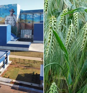 Cevada é alternativa de renda no inverno para produtores paranaenses