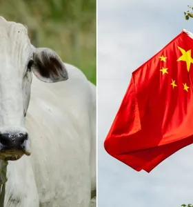China reconhece território brasileiro como área livre de febre aftosa