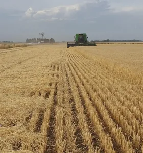 Cooperativas agrícolas dobram participação no PIB do agro