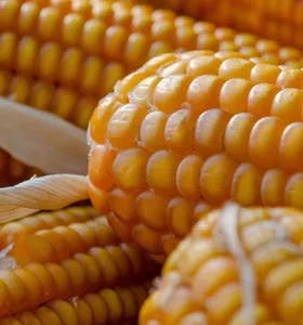 Etanol eleva consumo interno de milho que deve atingir recorde em 2026