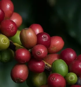 Cafés especiais brasileiros podem gerar US$ 188 milhões em negócios nos EUA