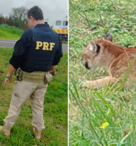 As autoridades competentes isolaram o local e acionaram médico-veterinário perto de 9h30 da manhã deste sábado (30)