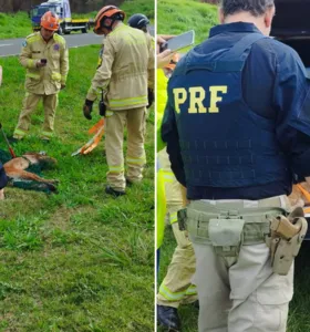 A onça veio a óbito após a tentativa de resgate na BR-376 em Tibagi