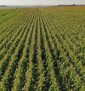 Paraná amplia área de milho em 31% na 1ª safra e projeta recorde na 2ª