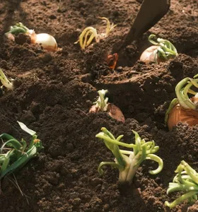 Paraná projeta menor área e produção de cebola da última década