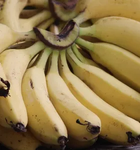 Preços da banana recuam nas Ceasas brasileiras em maio