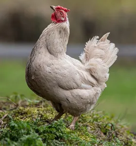 Produtores de frango do Paraná operam com margem negativa em abril