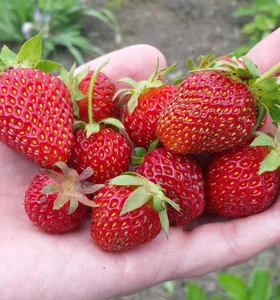 Produtores de morango em Campo Largo buscam selo de boas práticas