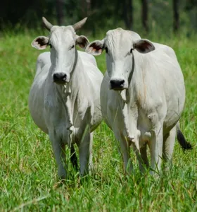 Sistema FAEP cobra governo para evitar suspensão da carne na UE