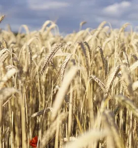 Tempo estável acelera plantio do trigo e safras de inverno no Paraná