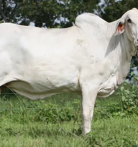UE mantém Brasil fora de lista para exportações de produtos animais