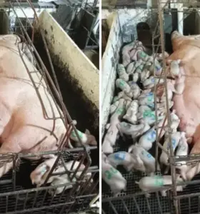 Vídeo mostra porca que pariu 46 porquinhos e bateu recorde