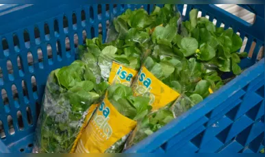 Hidroponia fomenta produção de hortaliças em Ponta Grossa