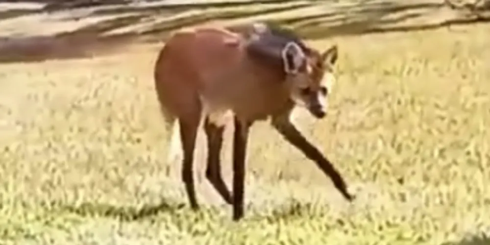 Lobo-guará no Parque Estadual de Vila Velha