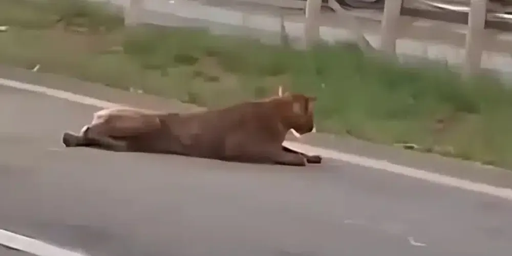 Onça-parda na pista da SP-127