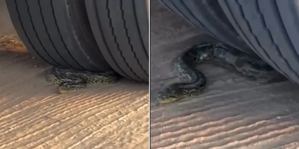Pouco tempo depois do flagrante, a sucuri começou a se desenrolar sozinha do pneu, desceu e seguiu o seu rumo natural